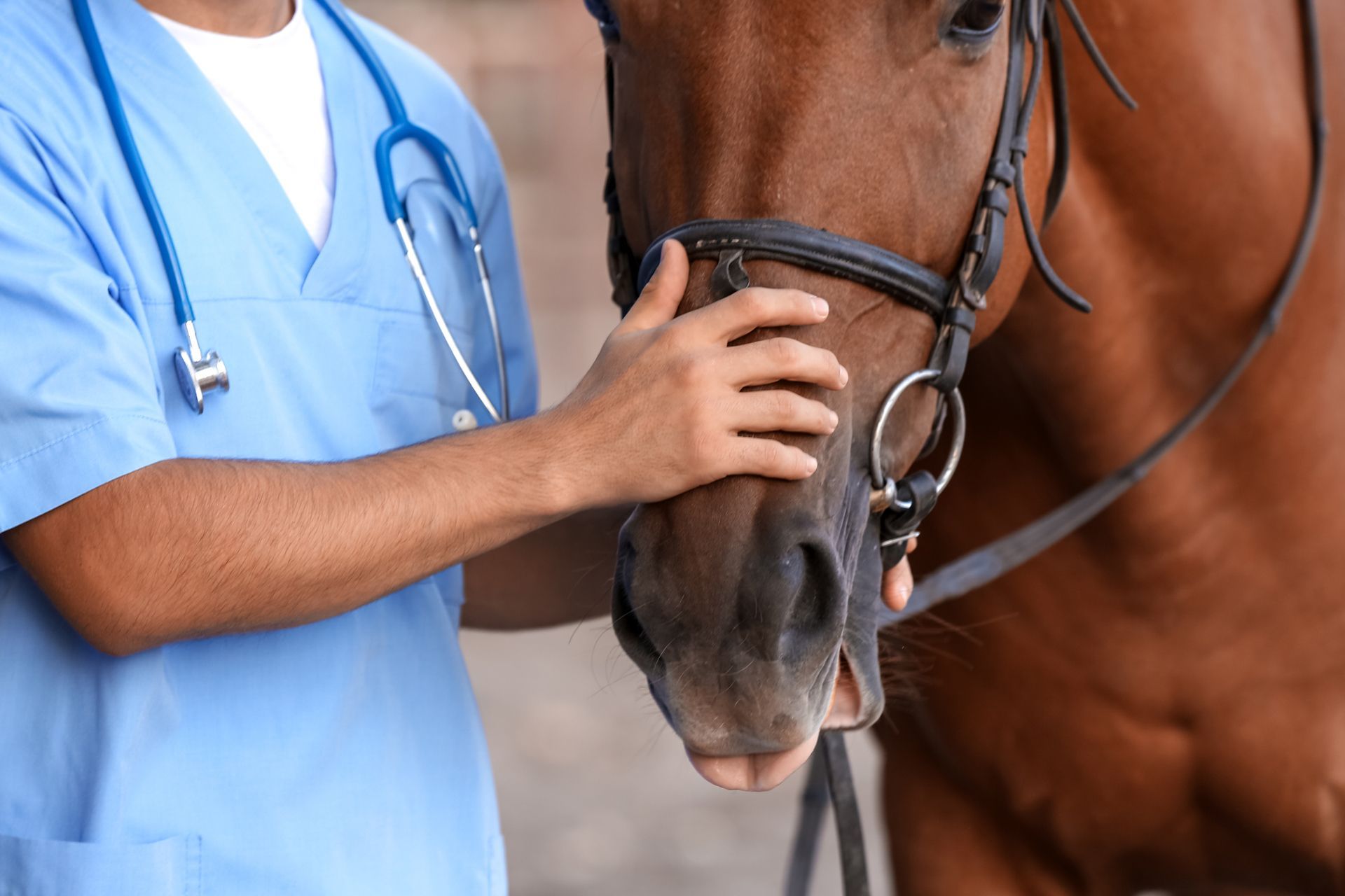 A veterinarian is petting the nose of a brown horse.