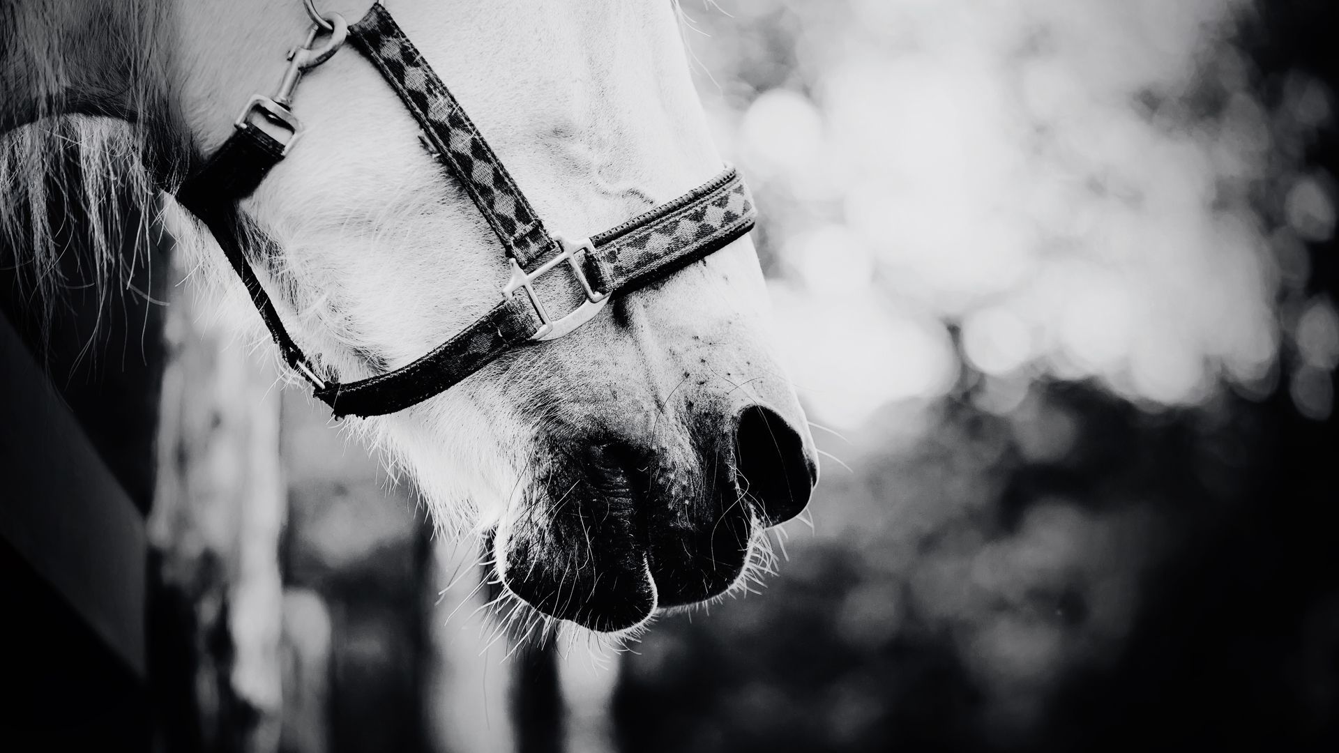 A black and white photo of a horse 's nose with a bridle.