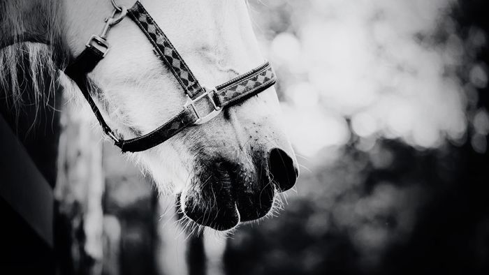 A black and white photo of a horse 's nose with a bridle.
