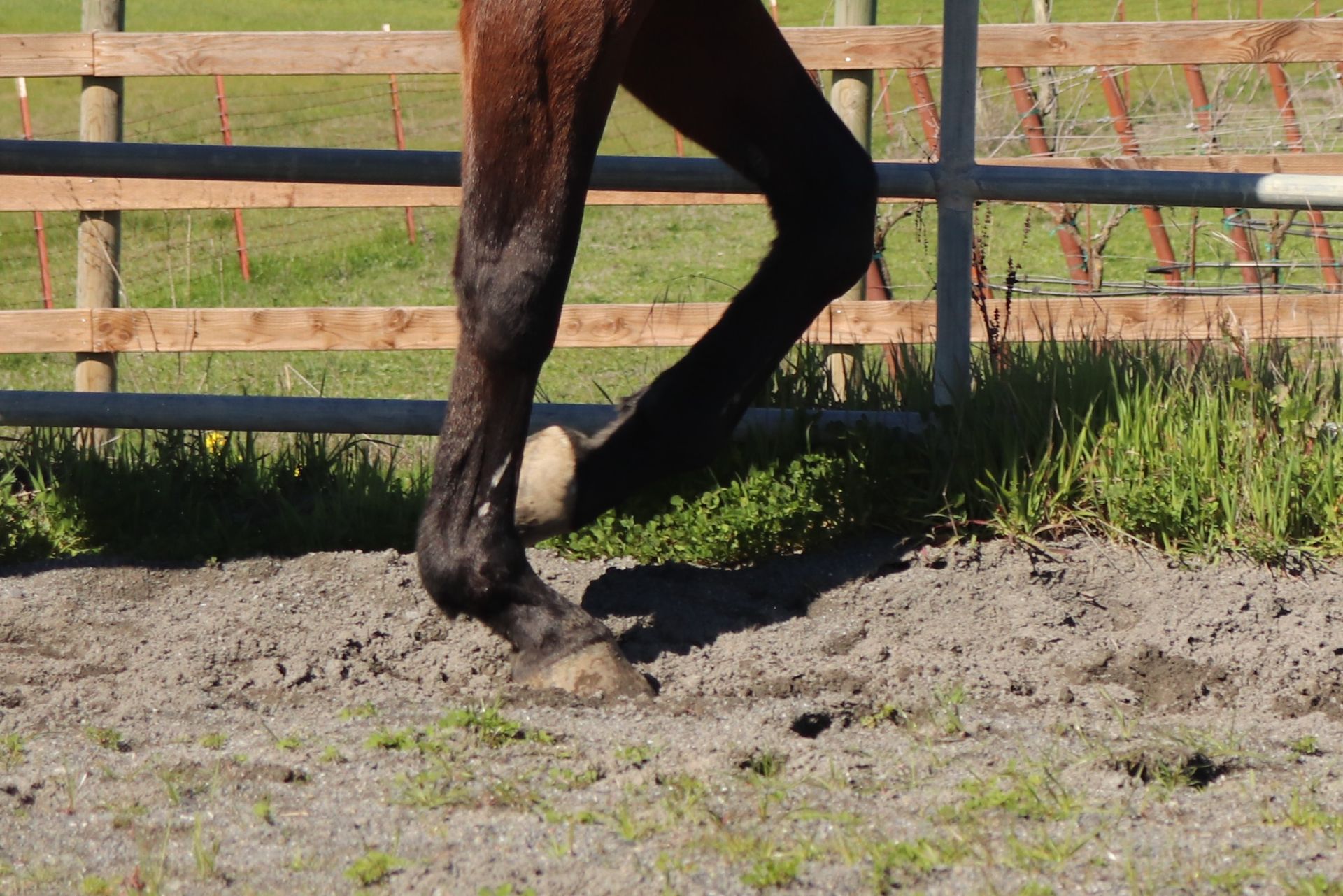 A woman is standing next to a horse while a veterinarian examines it with a stethoscope.