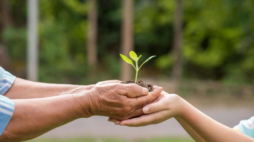 Deux mains tenant de la terre, avec une petite pousse verte qui y grandit au centre, en plein air