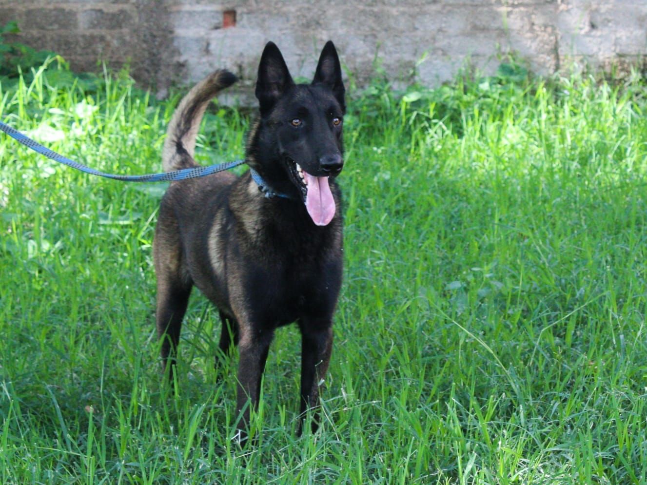 Criaderos de belga malinois en mexico