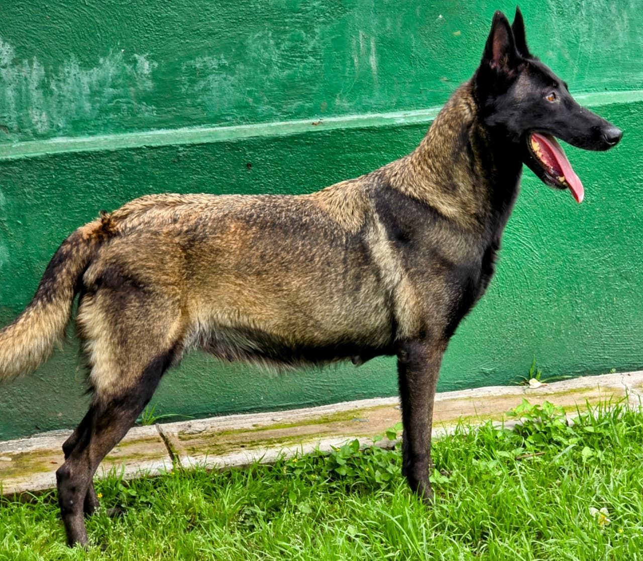 belga malinois en venta 