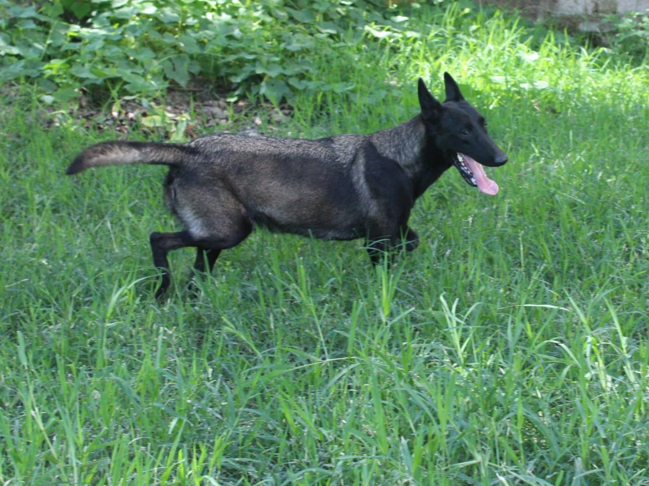 perro belga malinois en venta