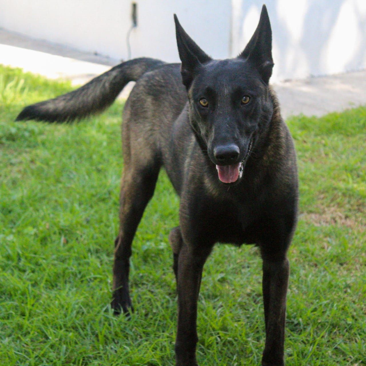 Perro belga malinois en venta