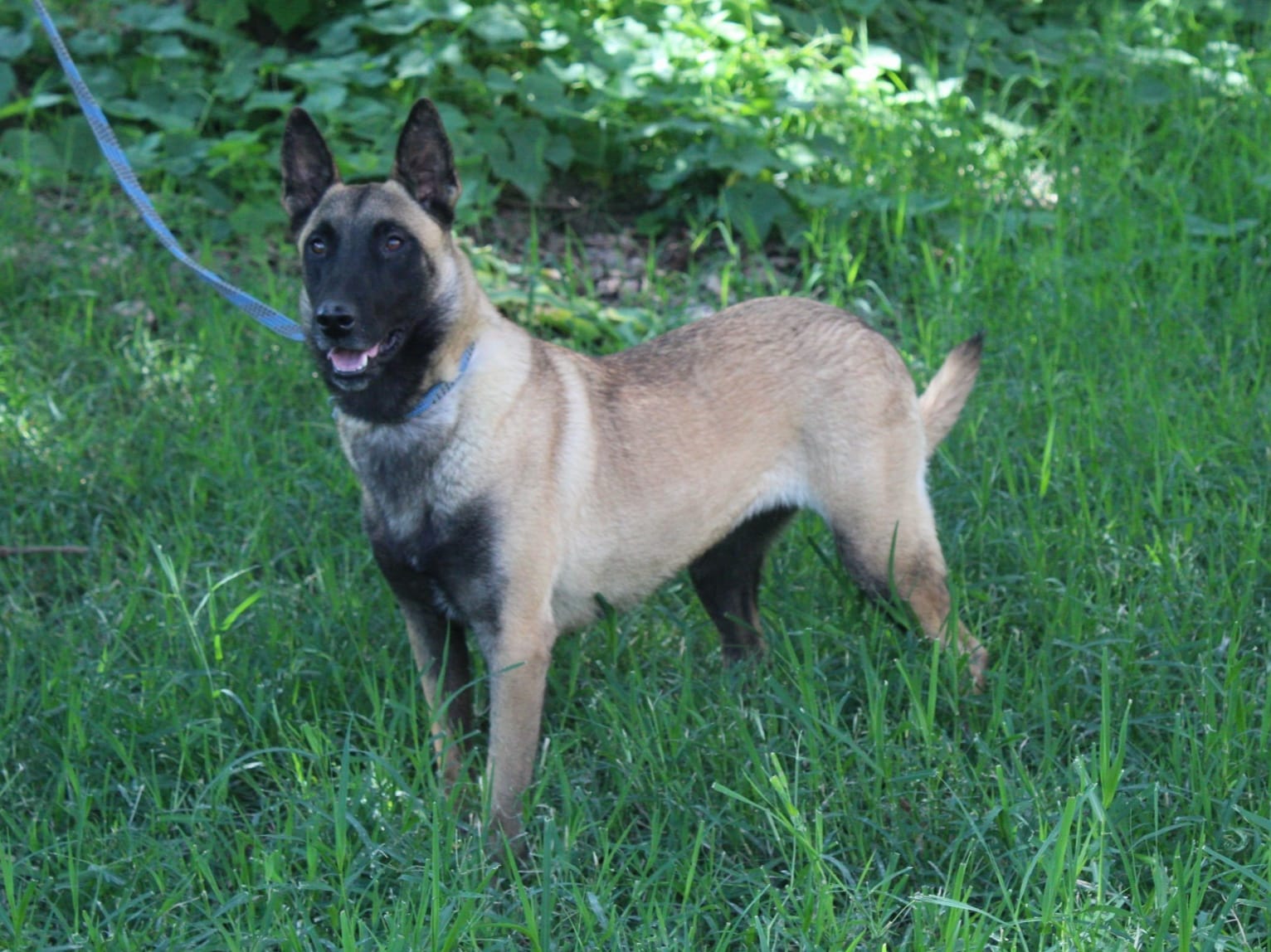 Perro belga malinois en venta