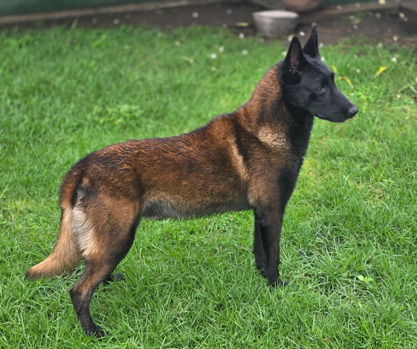cachorro belga malinois en mexico
