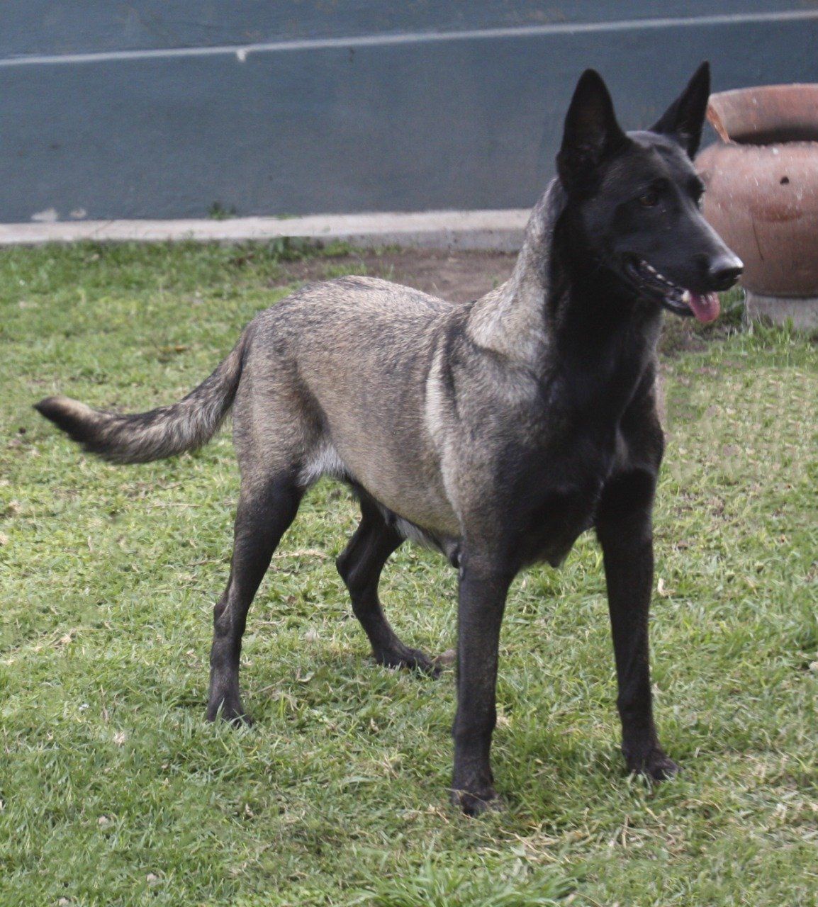 perros belga malinois en venta