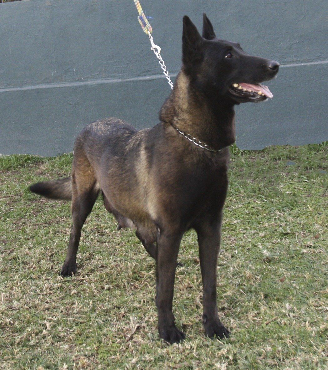 perros belga malinois en venta