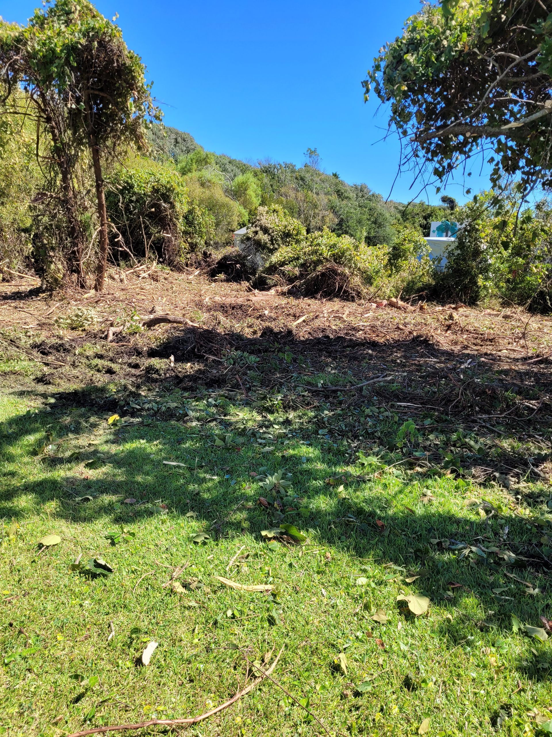 Sunny grassy hillside with scattered trees, dry brush, and a bright blue sky