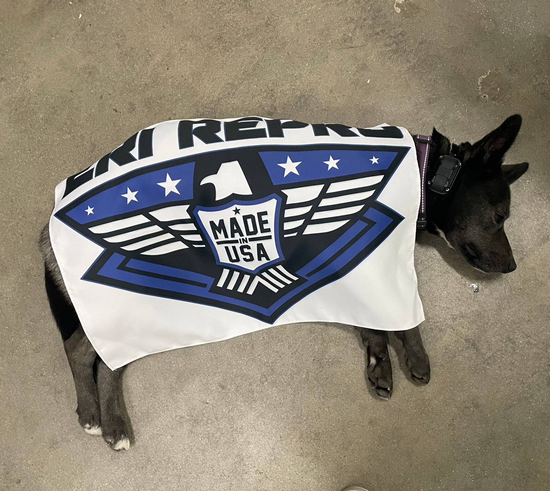 Small dog wearing a black, white, and blue “Made in USA” superhero-style cape costume on a concrete floor