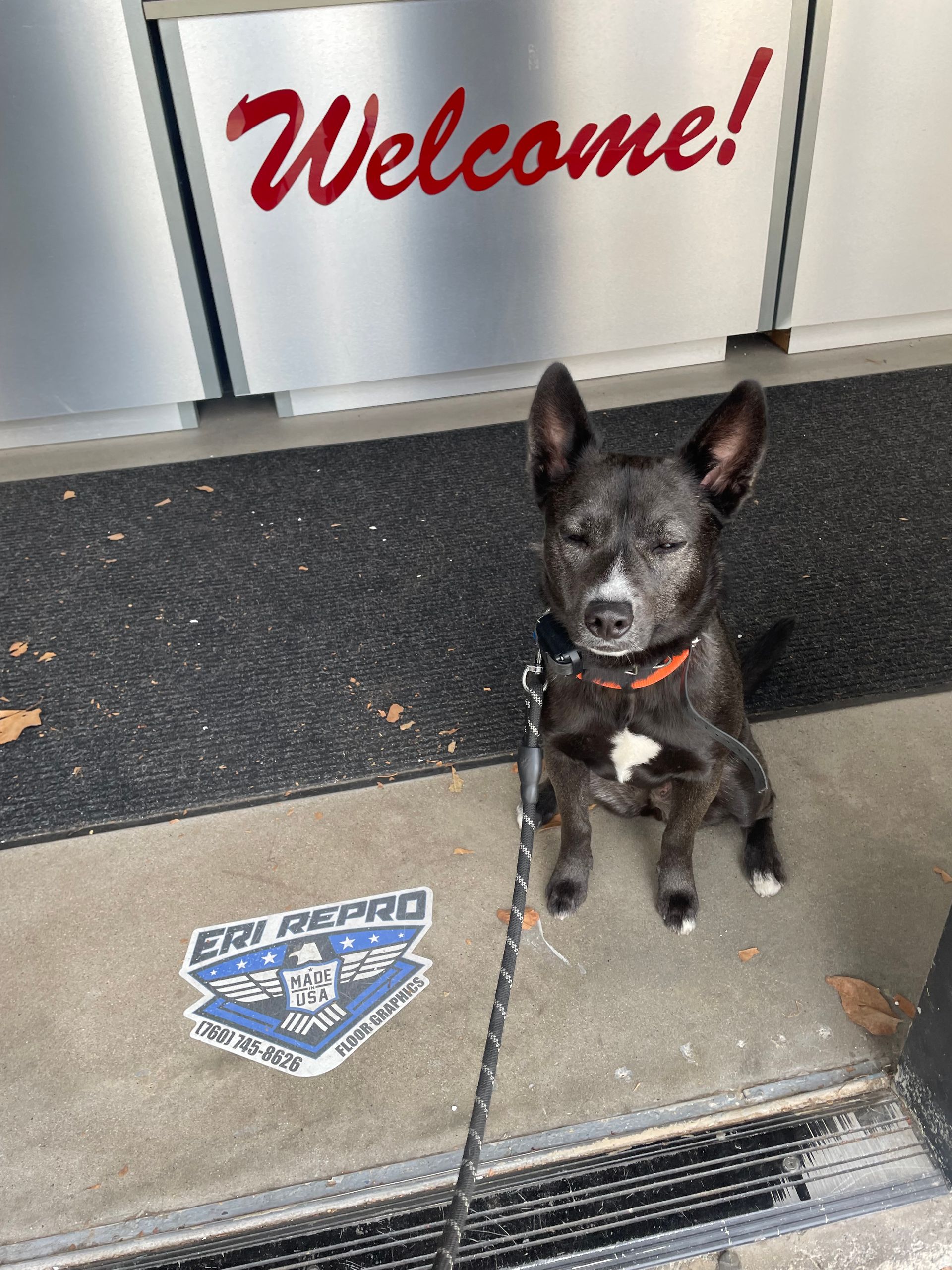 Small black dog wearing an orange harness sitting at a store entrance under a “Welcome!” sign.