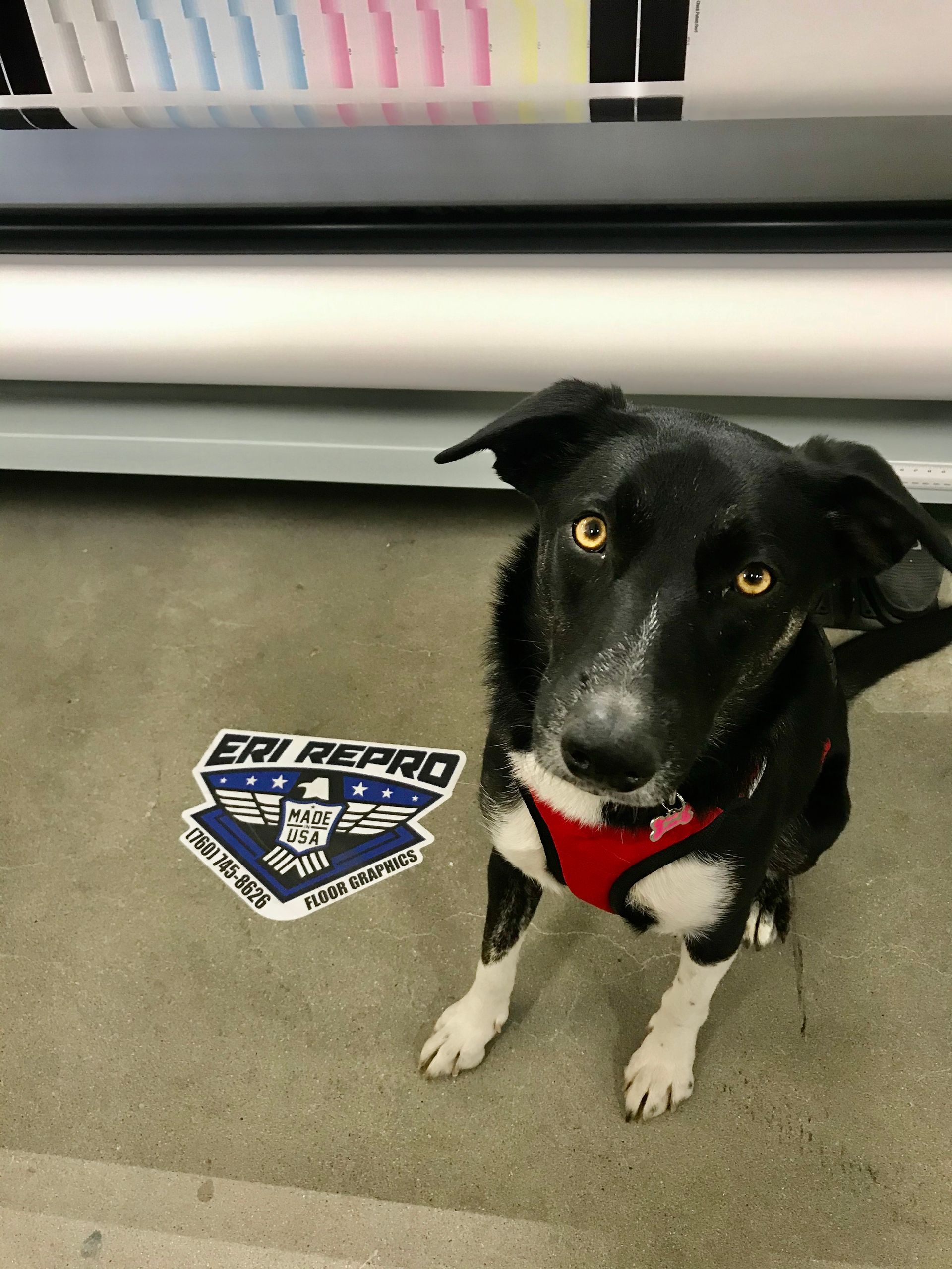 Black dog with a red harness sitting on a floor beside an EM Herro logo decal.