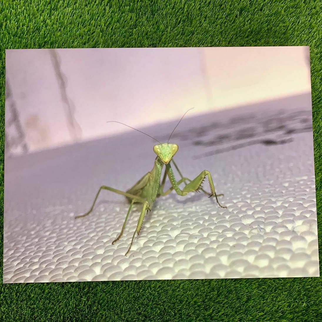 Green praying mantis on a white textured surface with grass in the background