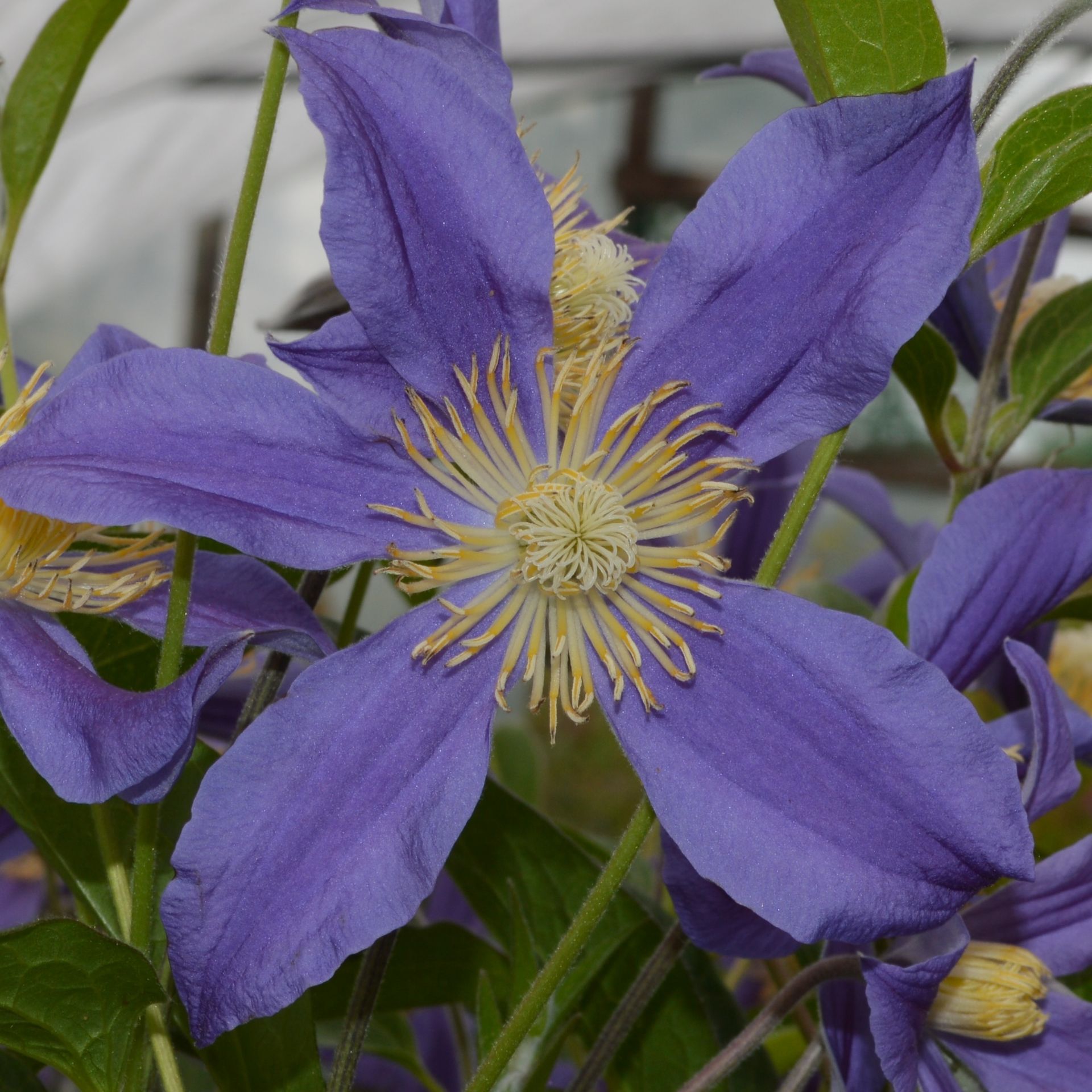 Herbaceous Clematis Hybrids | PriorsWood Clematis