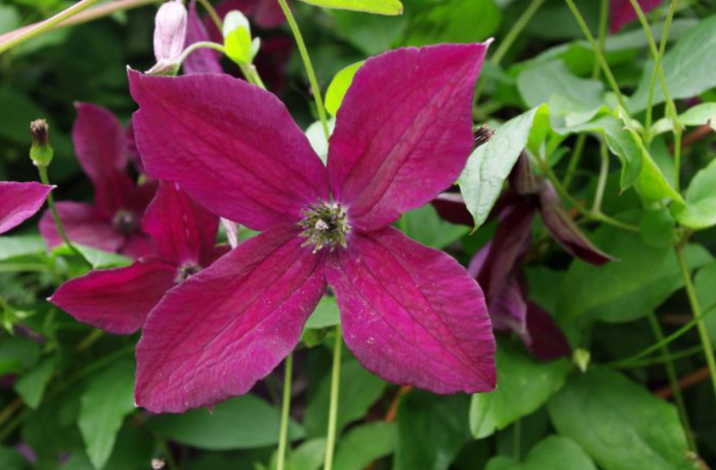 Black Prince flower