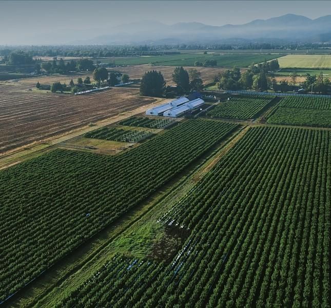 Cannabis Plantation | SellYouMoney