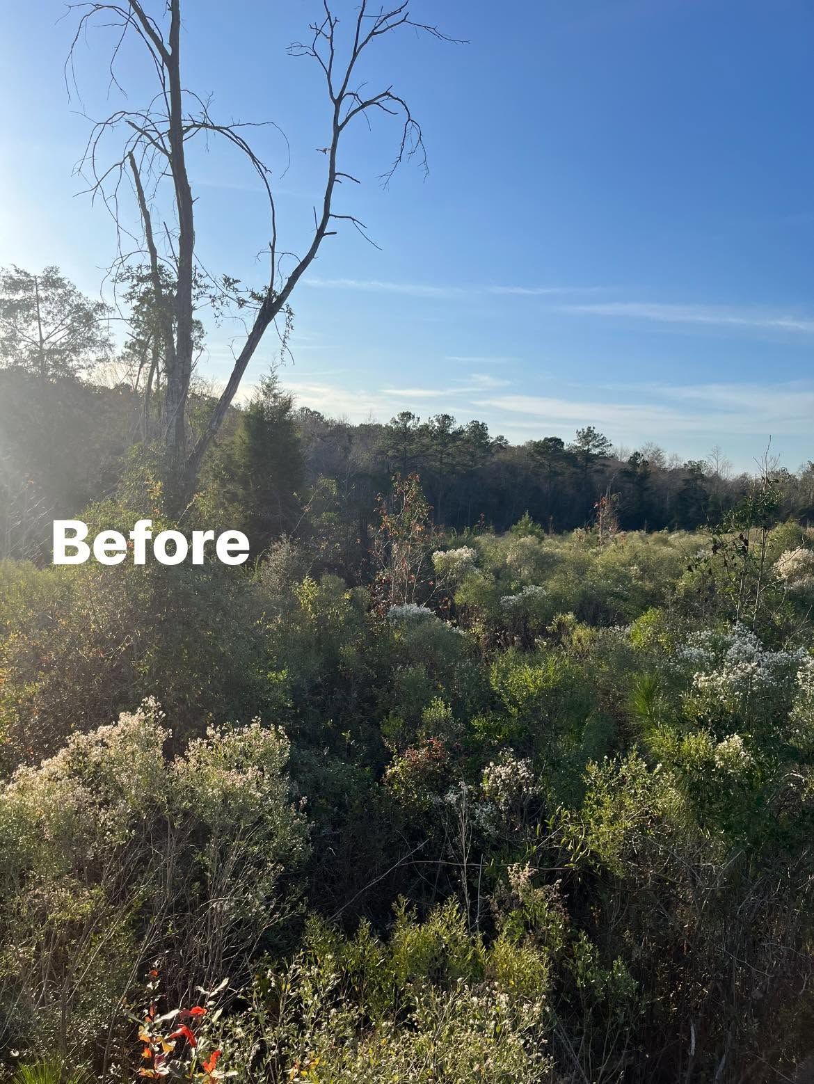 Overgrown field with tall weeds and bare trees under a bright blue sky, labeled “Before”