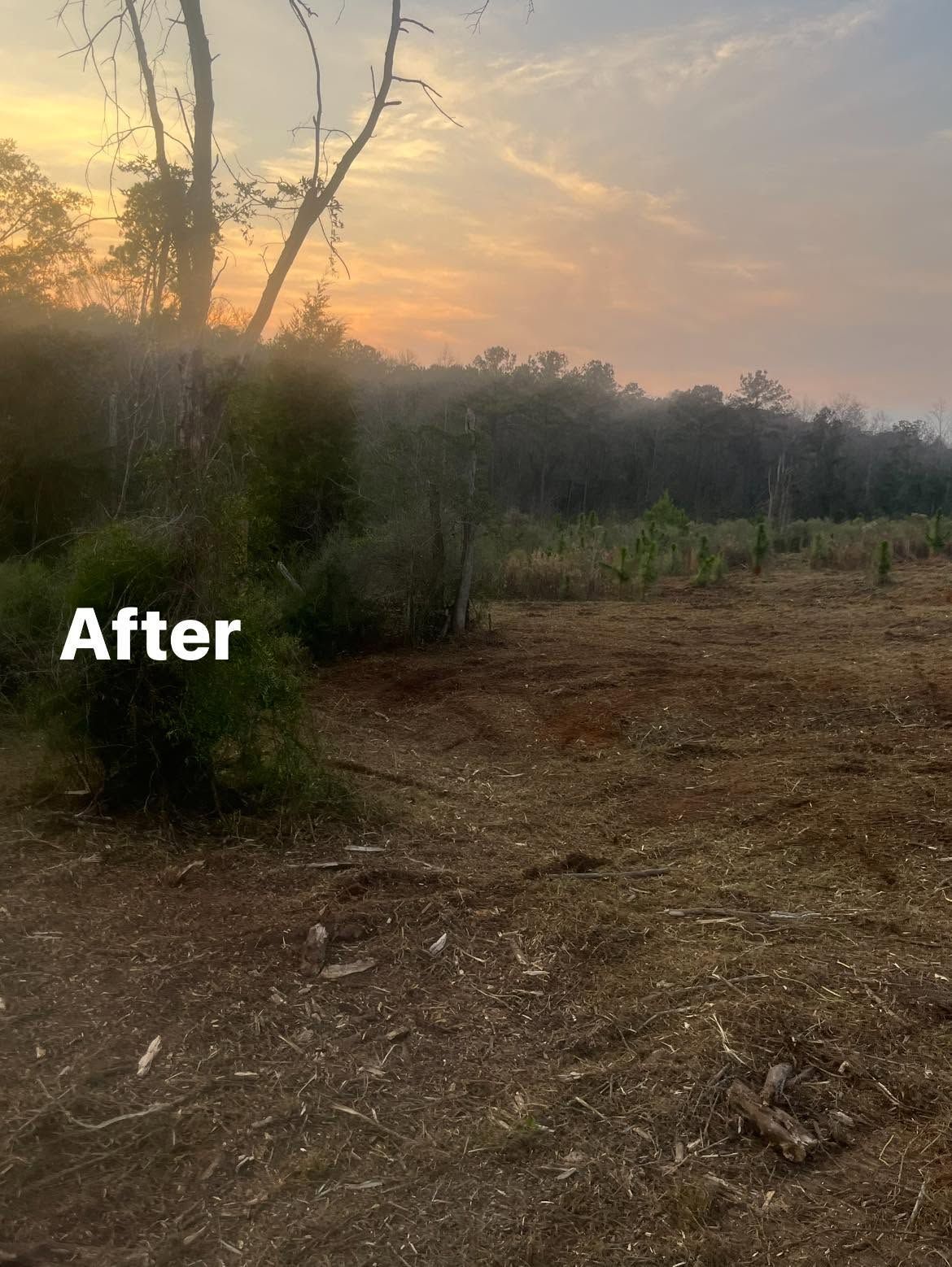 After: cleared dirt area beside trees at sunset