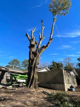 Tall, leafless tree in a sunny yard with a stone wall and blue sky