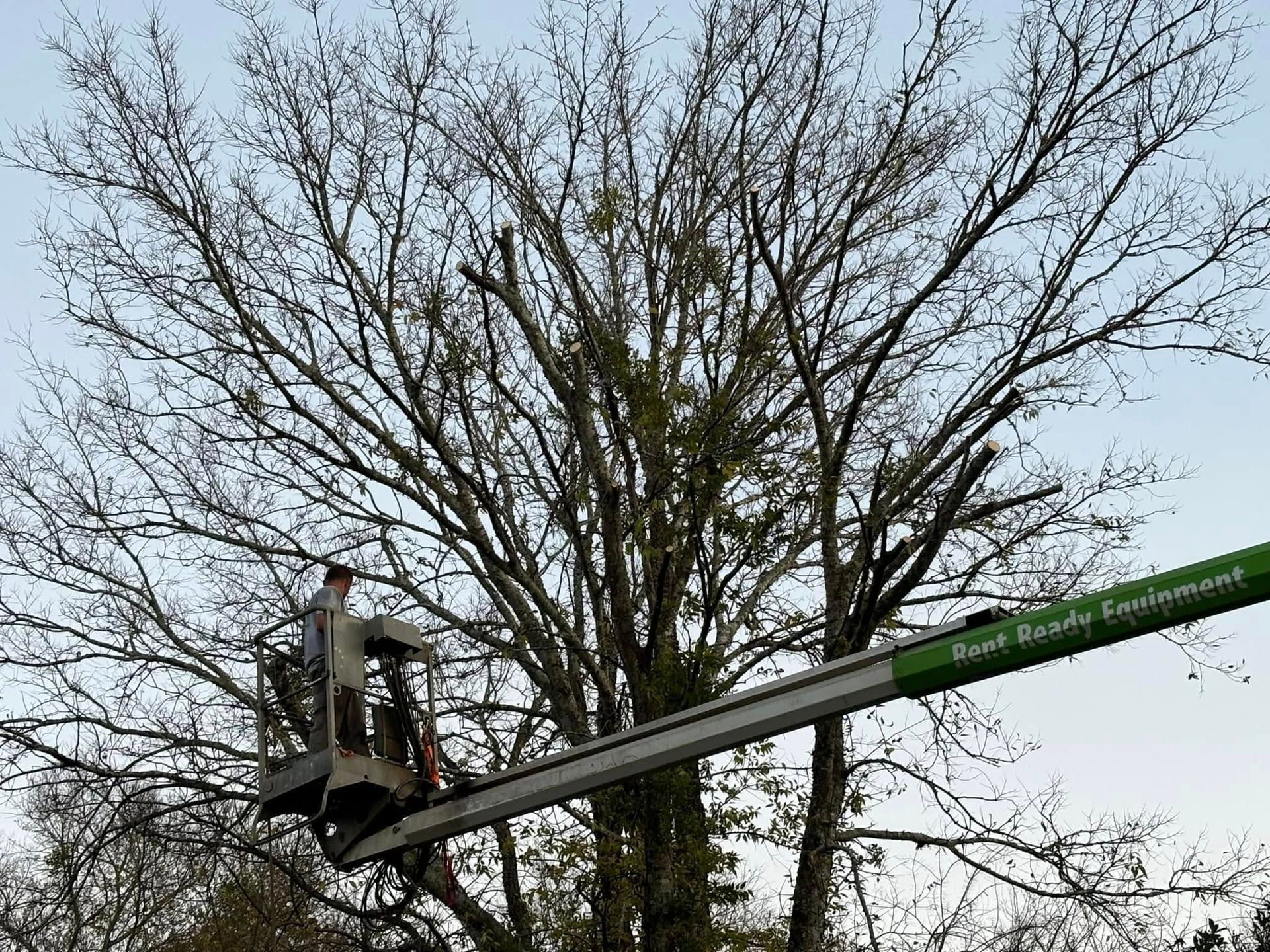 Worker in a bucket lift trimming a large leafless tree against a gray sky.