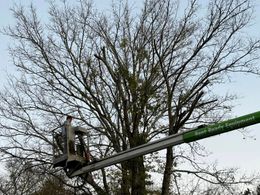 Worker in a bucket lift trimming a large leafless tree against a gray sky.