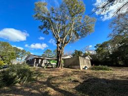 Rural house beside a tall tree under a bright blue sky