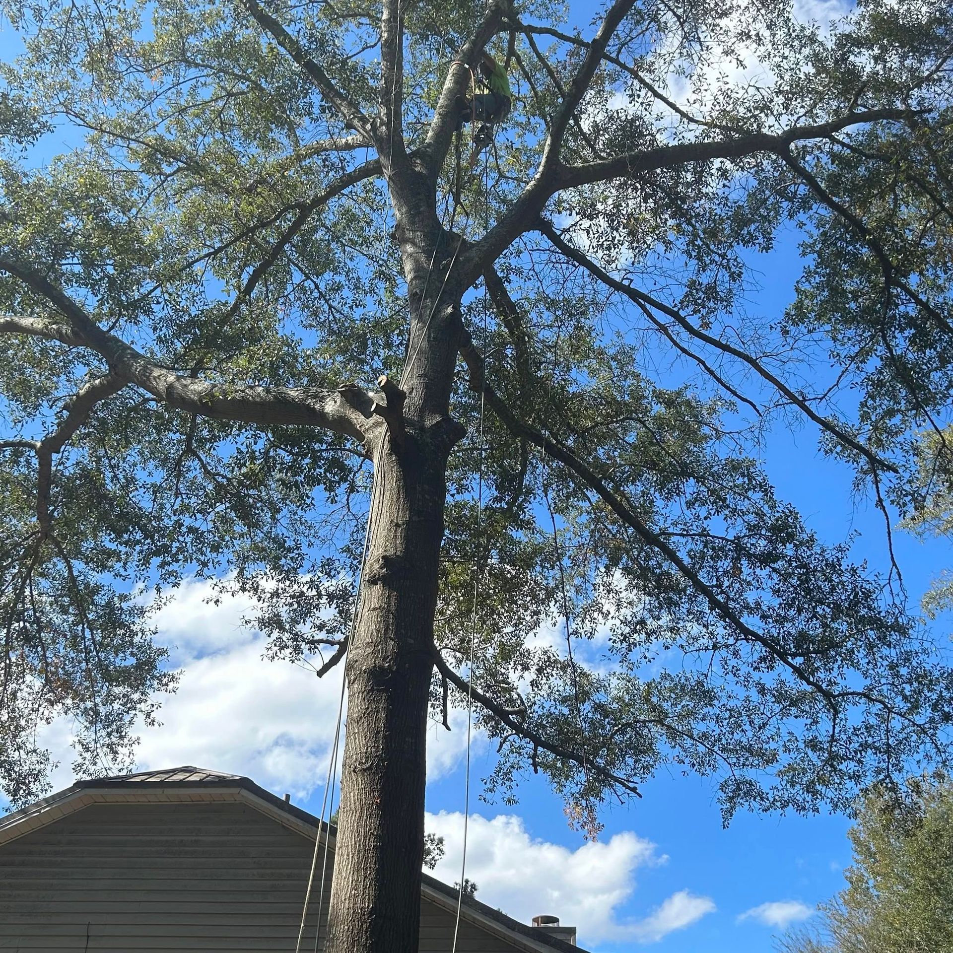 Tall tree against a blue sky with clouds above a house roofline