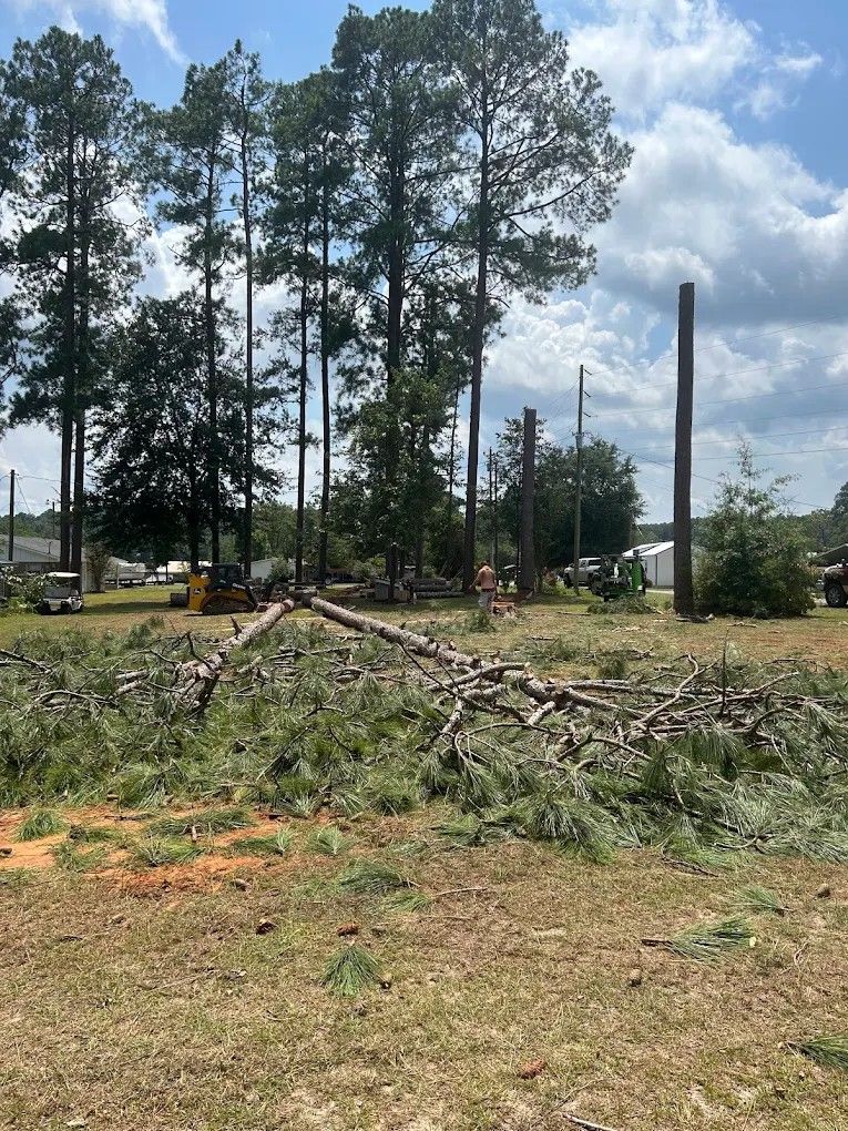 Cleared lot with piles of cut branches, tall pine trees, and a backhoe under a cloudy sky