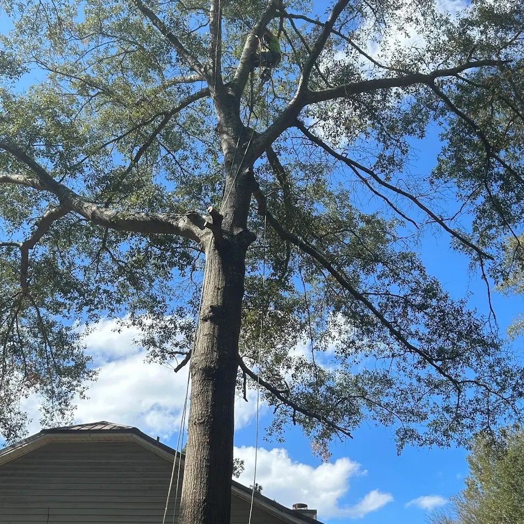 Tall tree against a blue sky above a house roof on a sunny day