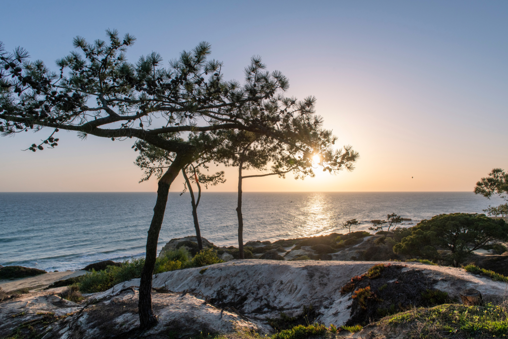 Sunset over the ocean with silhouetted trees and a rocky shoreline