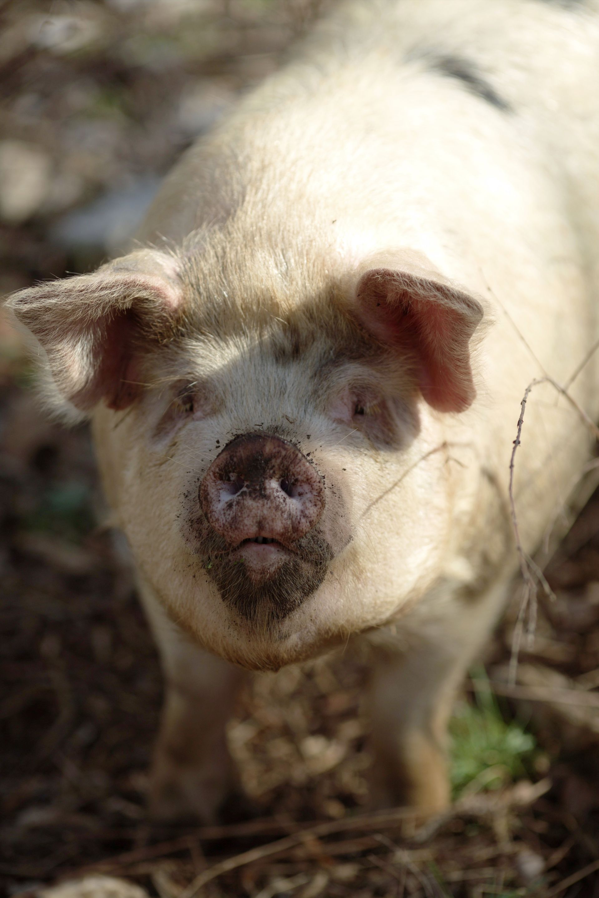 Pork
