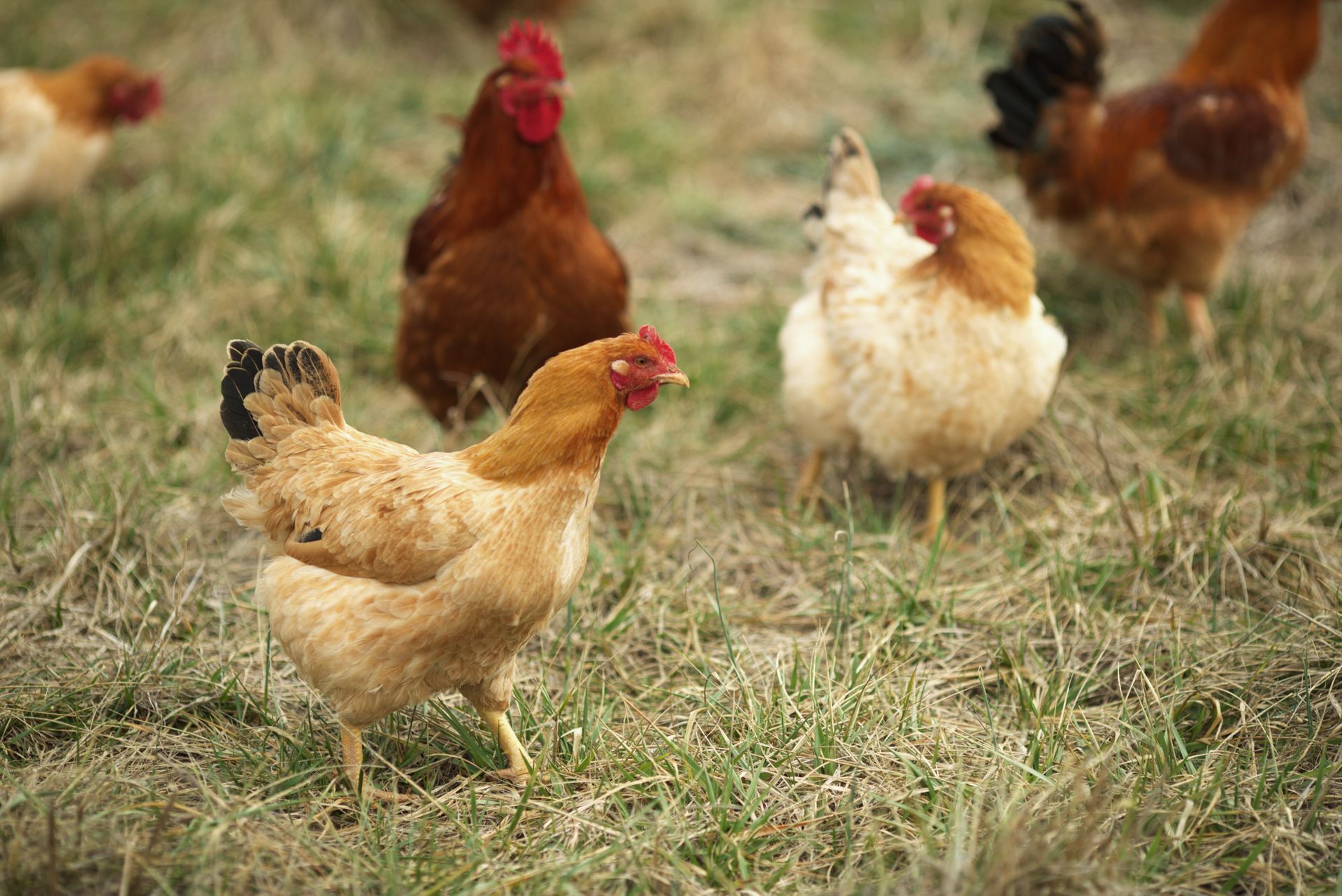Chicken