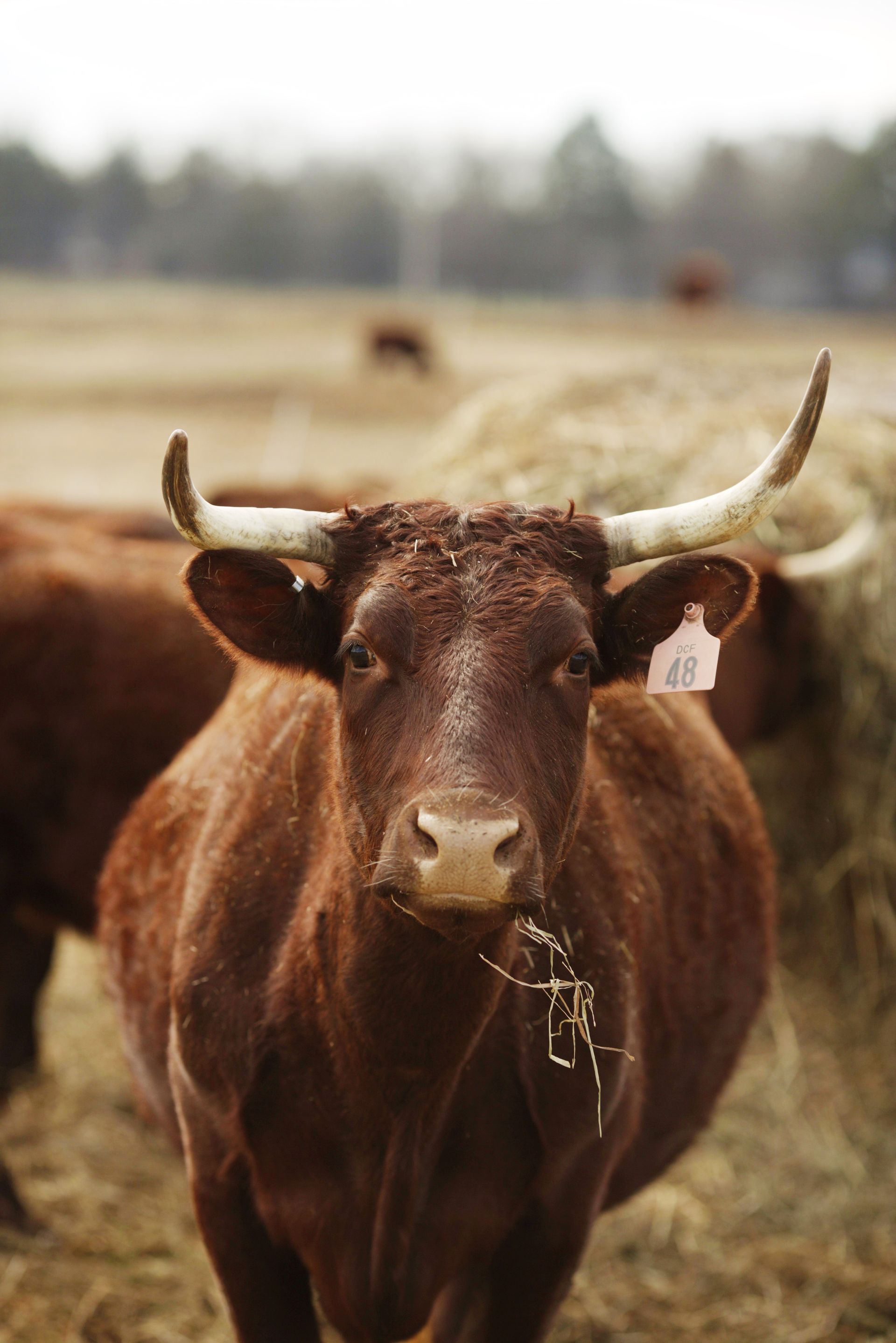 Cattle
