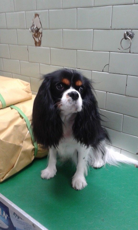 Un Cavalier King Charles Spaniel tricolore è seduto su una superficie verde; petto bianco, macchie nere/marroni, davanti a un muro piastrellato.