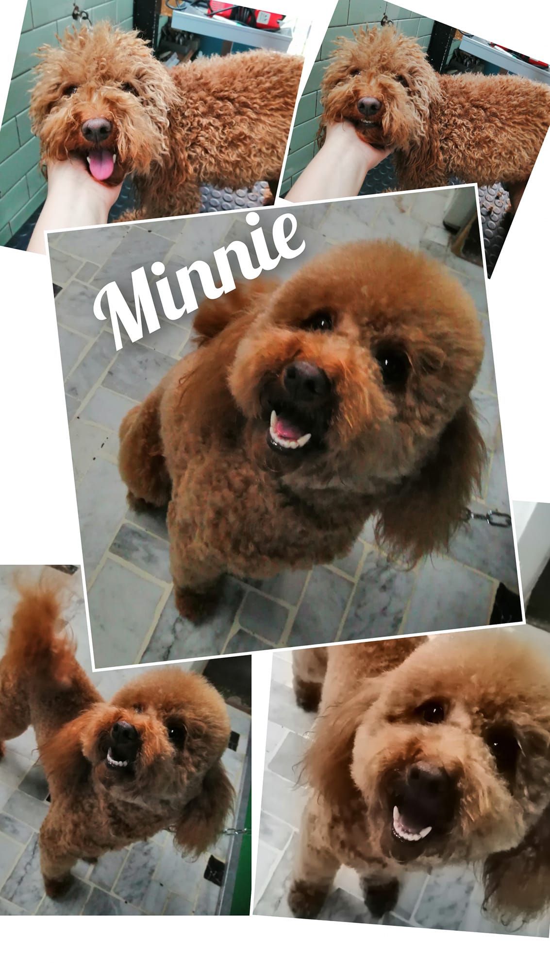 Raccolta di foto: barboncino marrone di nome Minnie, con il pelo appena curato, in posa con la bocca aperta.