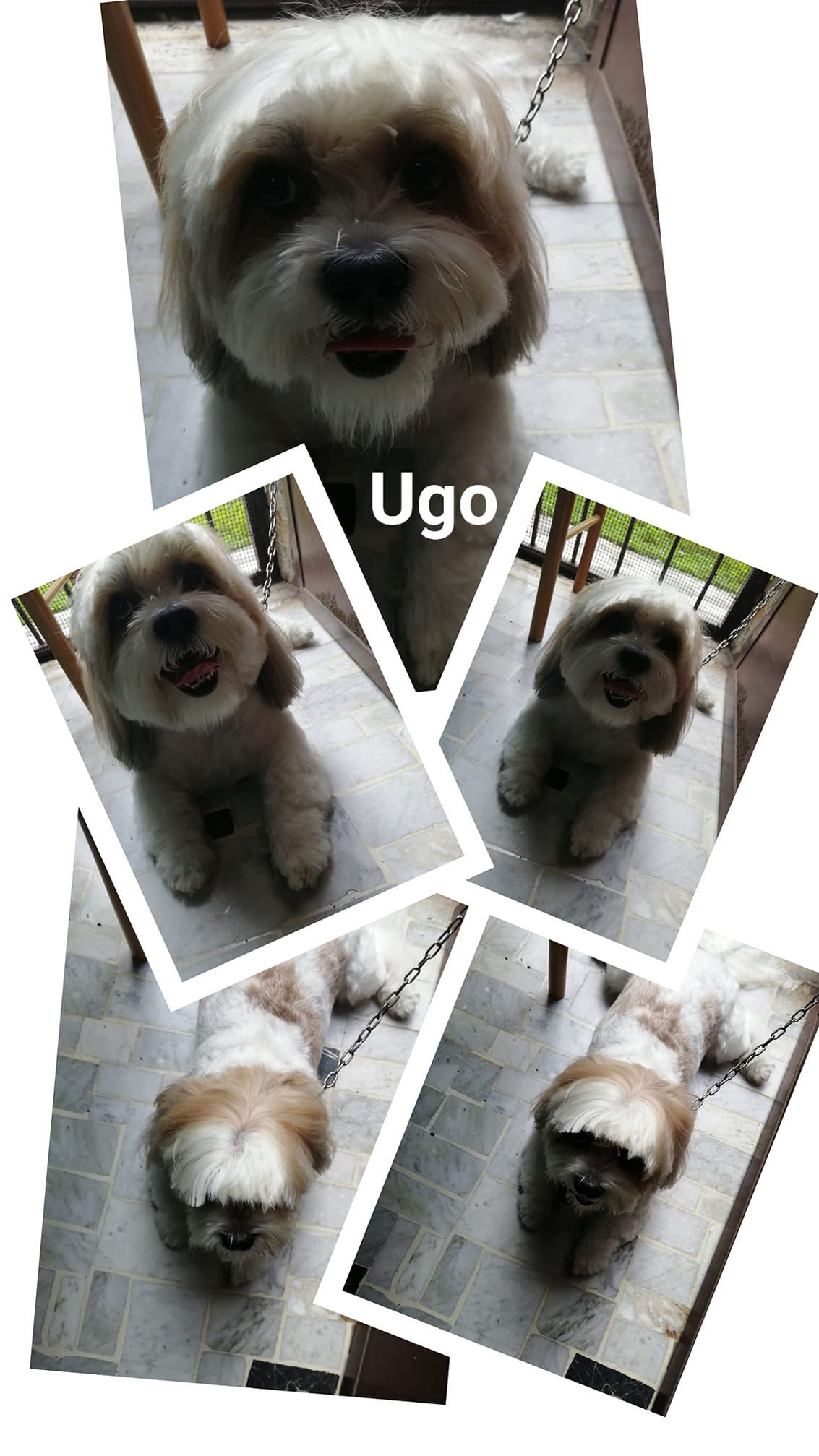Collage di un cagnolino di nome Ugo con pelo bianco e marrone, in varie pose.