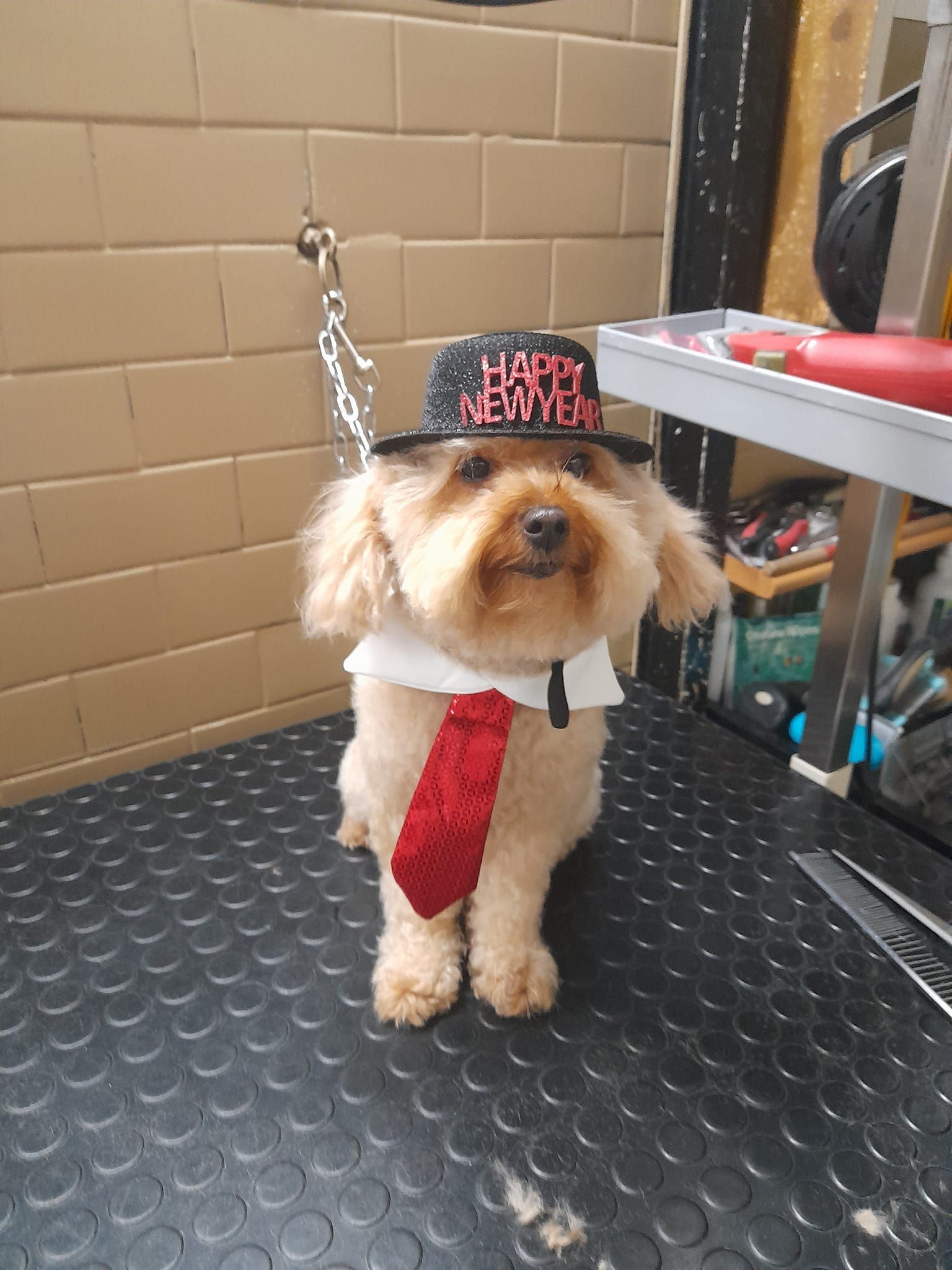 Cane che indossa un cappello con la scritta 
