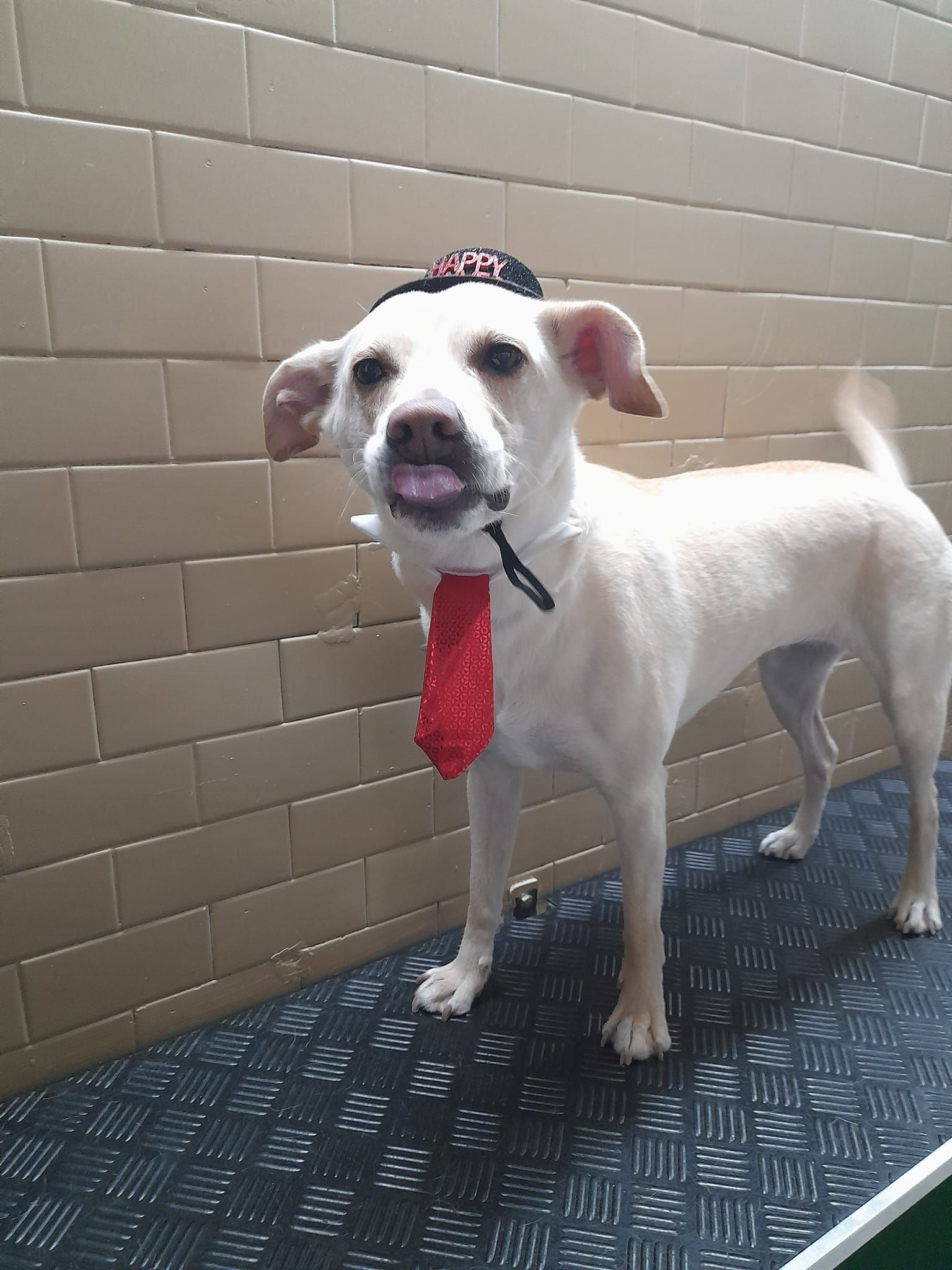 Cane bianco con cappello e cravatta rossa, in piedi su una superficie ruvida, con la lingua fuori.