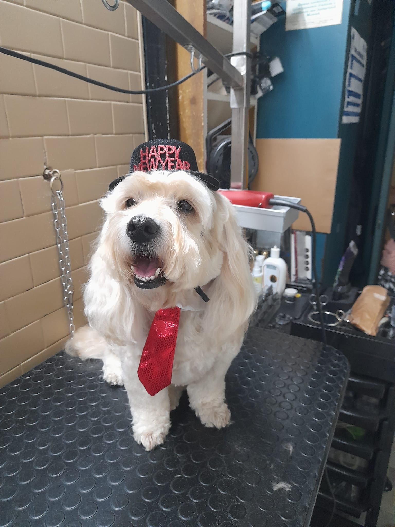 Un soffice cane bianco con un cappello con la scritta 