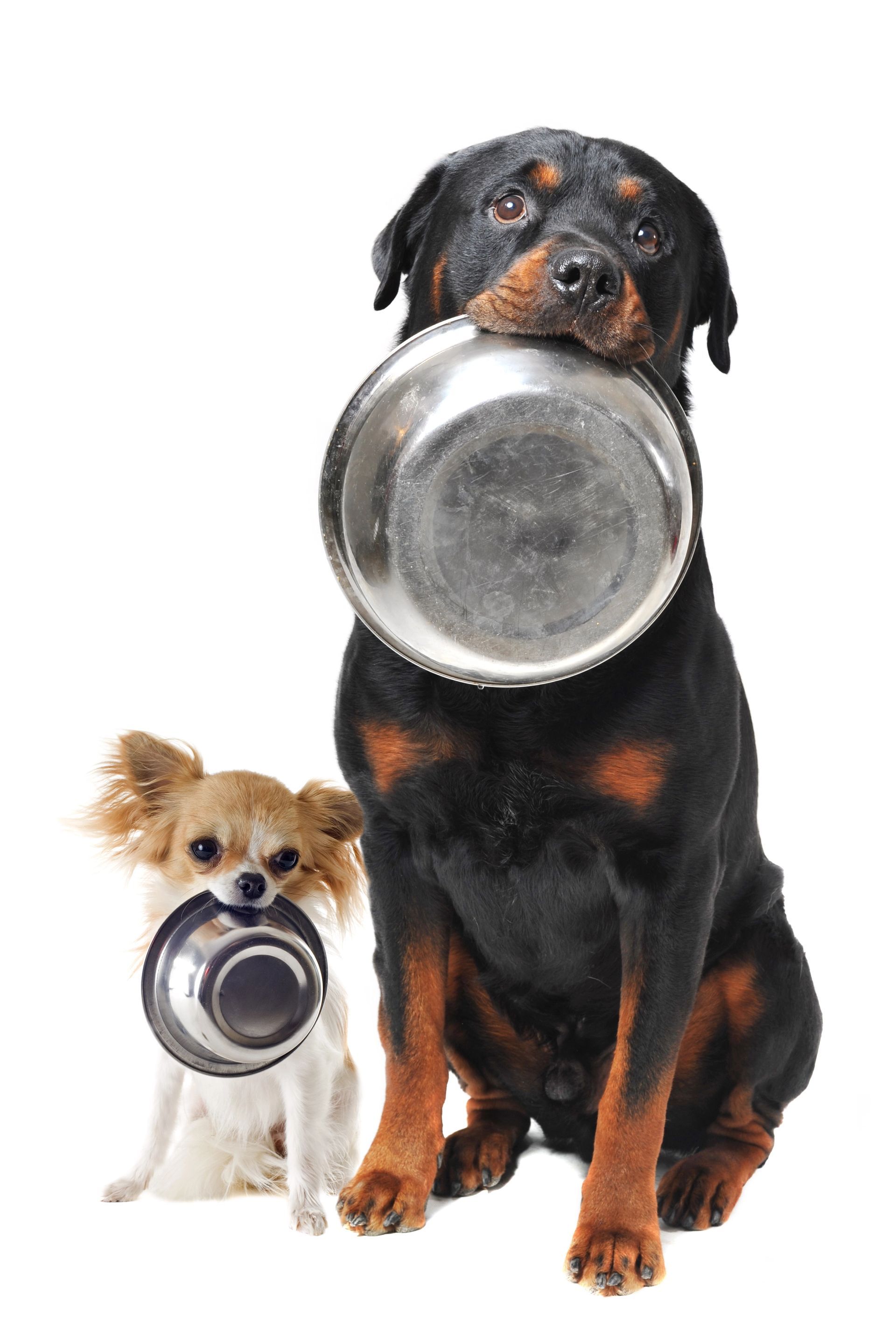 I cani Rottweiler e Chihuahua sono seduti, ognuno con una ciotola di metallo in mano.