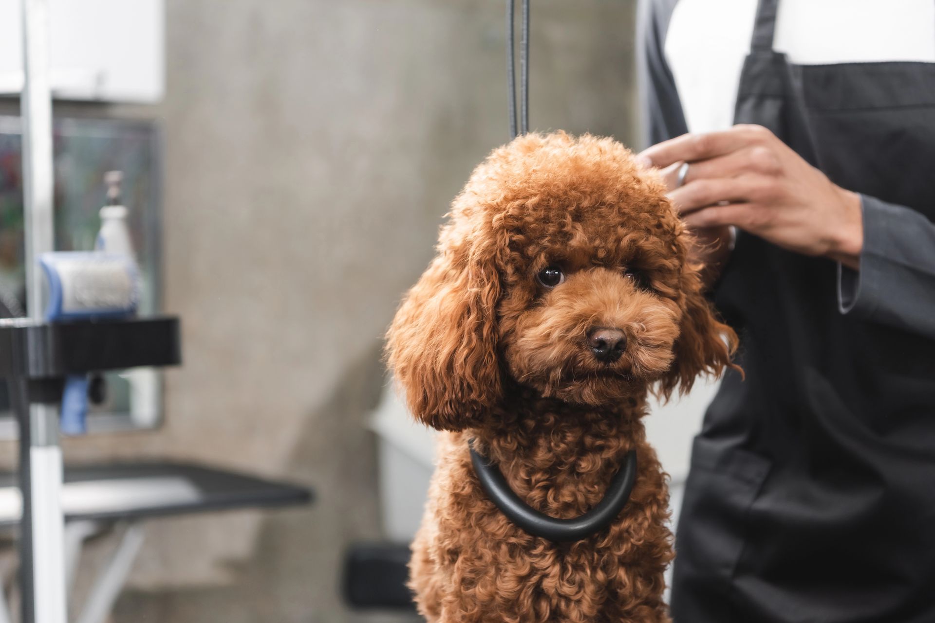 bagni medicali per animali