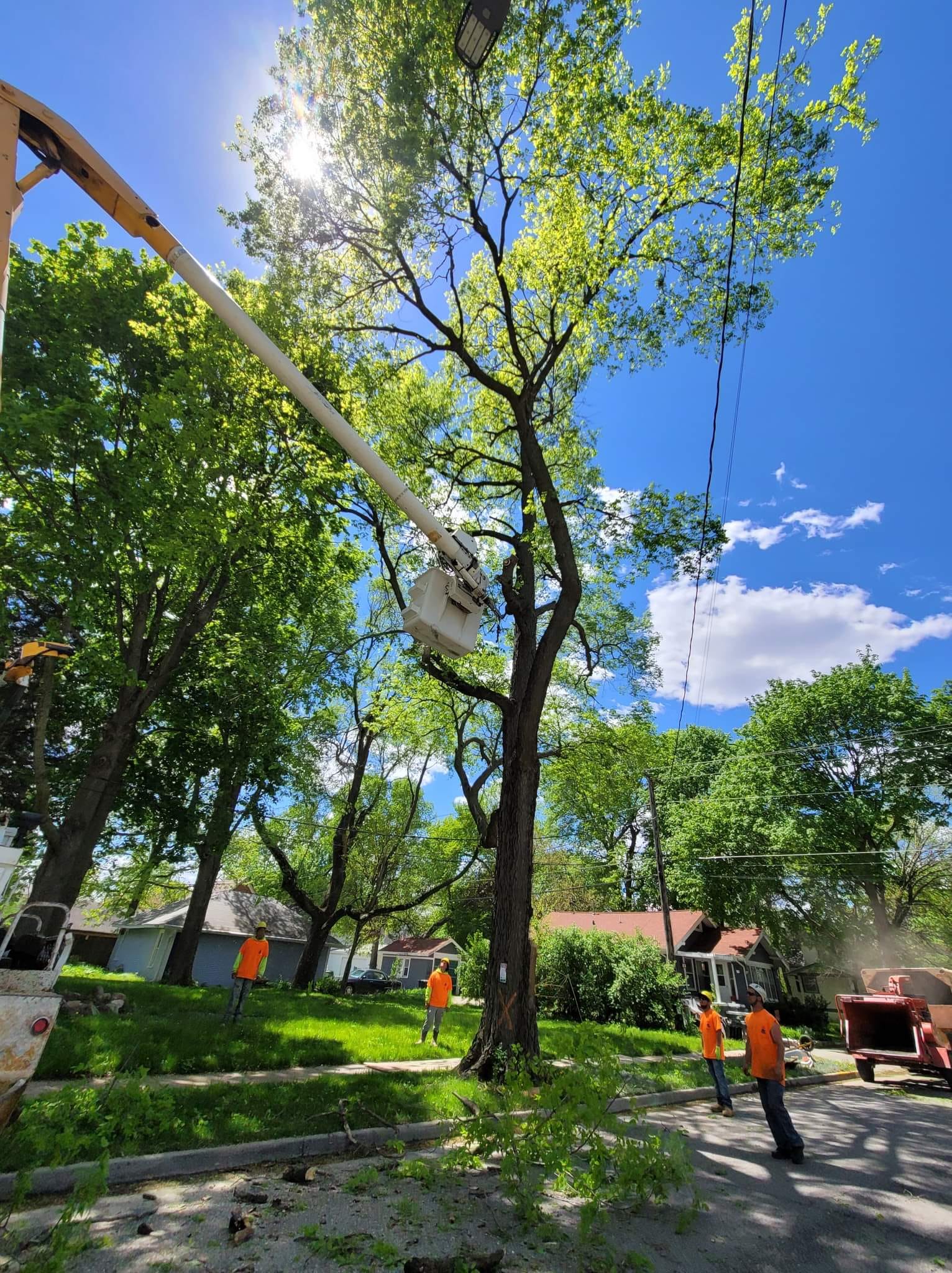 Tree Care & Maintenance Huxley, IA Pitts Lawn & Tree