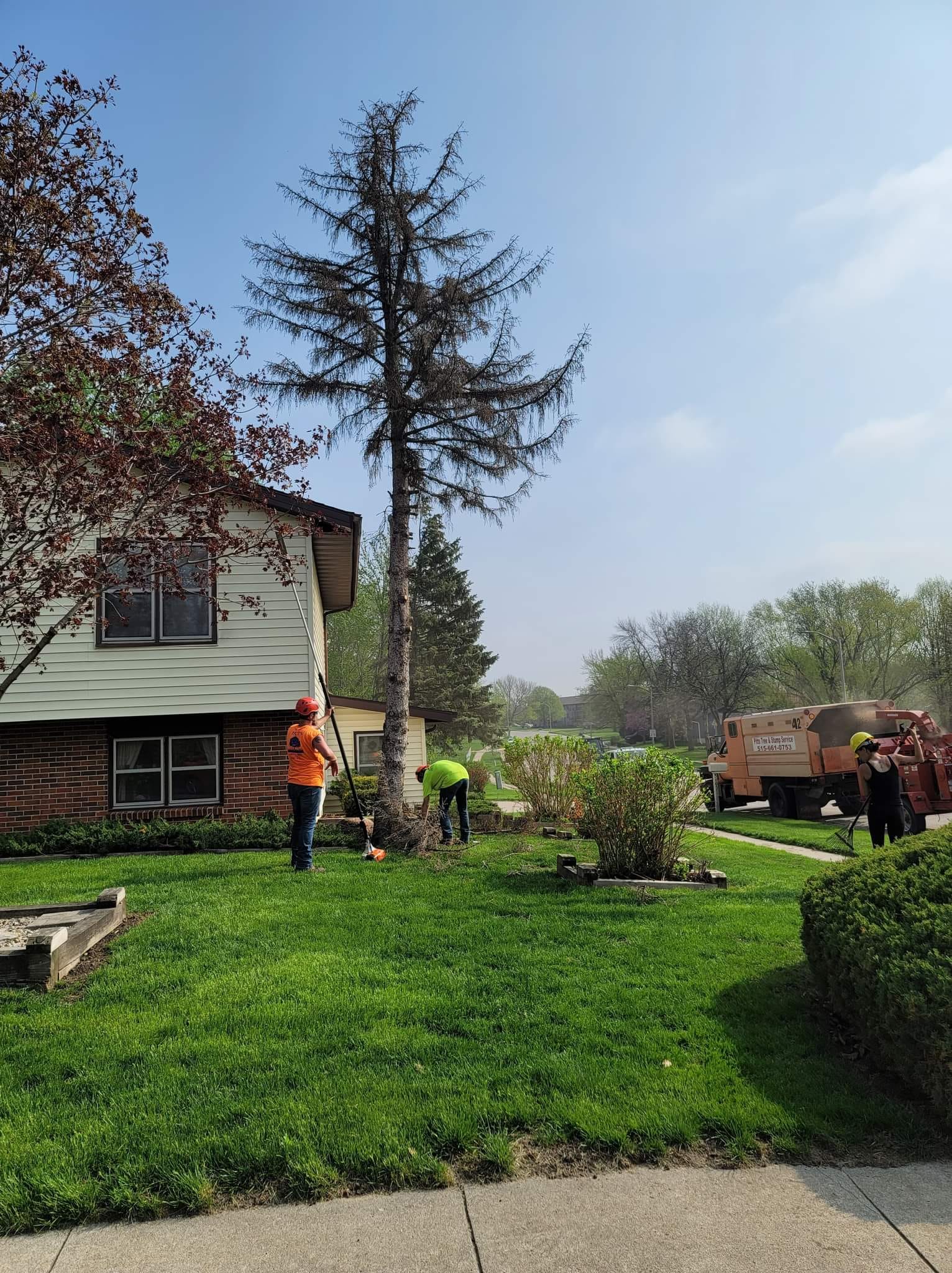 Trimming Pine Tree – Huxley, IA – Pitts Lawn & Tree