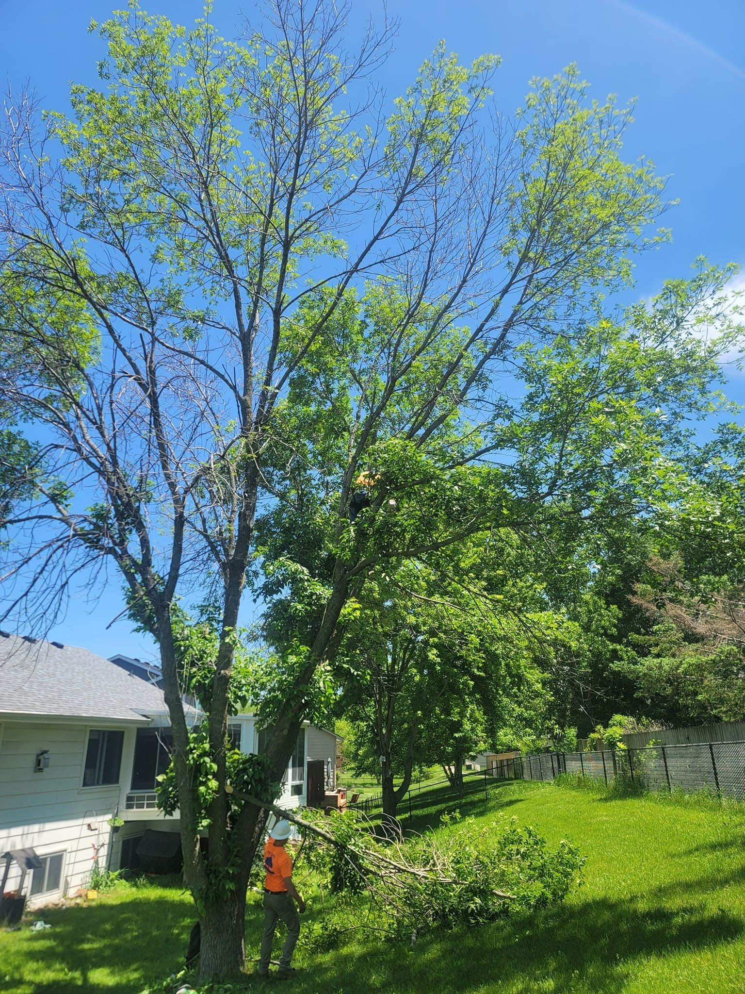 Arborist on Tree – Huxley, IA – Pitts Lawn & Tree