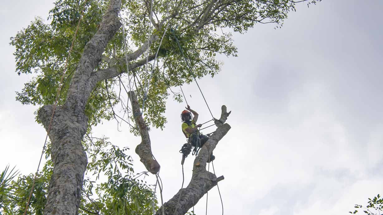 Tree trimmer standing on a thick branch near a large tree canopy against a cloudy sky Tree trimmer standing on a thick branch near a large tree canopy against a cloudy sky