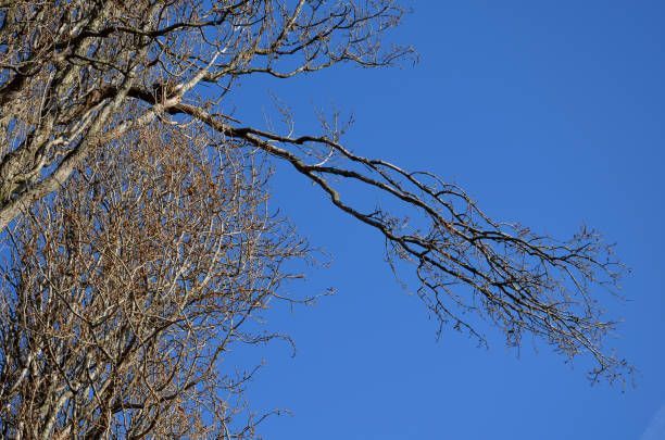 Bare tree branches against a bright blue sky