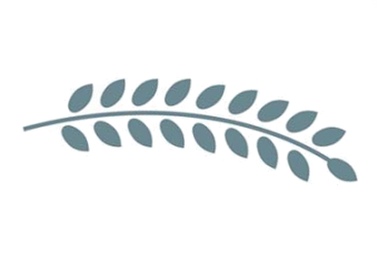 Gray-green sprig with paired leaves on a white background