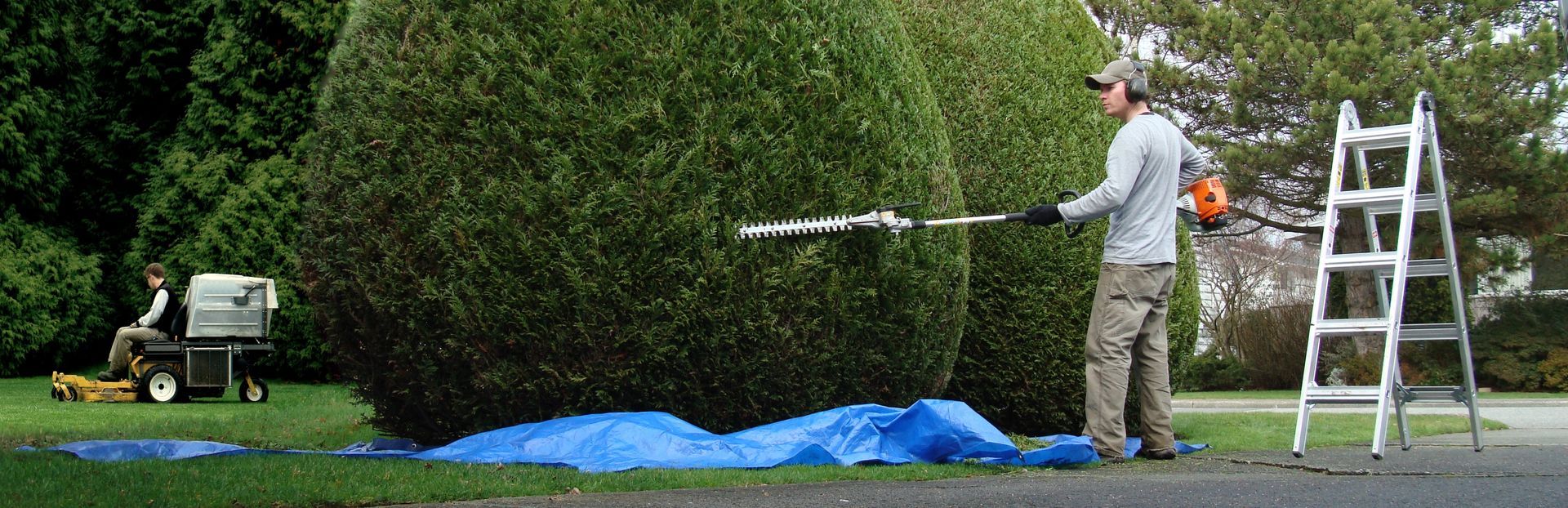 A man is cutting a hedge with a ladder in the background.
