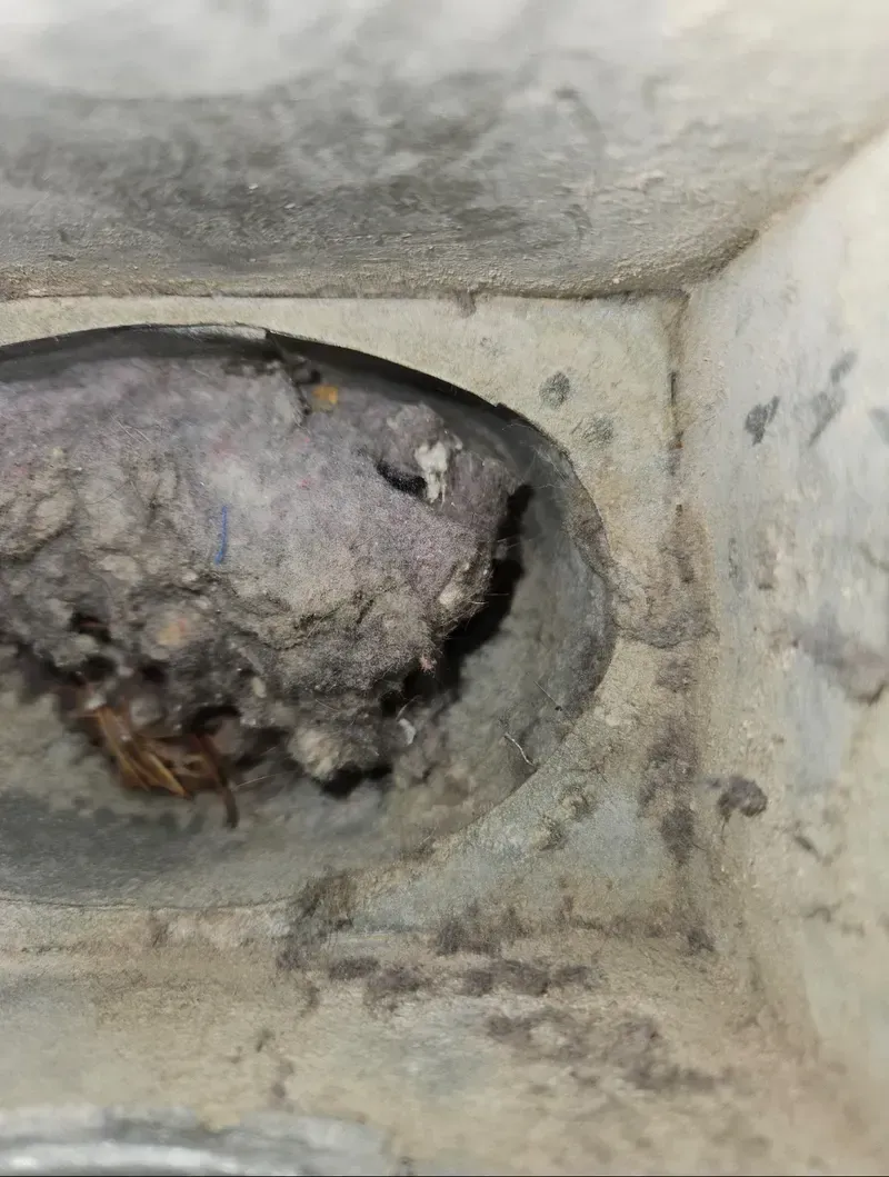 Dead bird nest in a dirty wall cavity with white and gray debris nearby